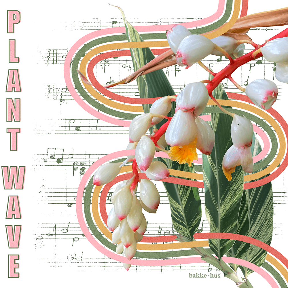 Collage image of a Shell Ginger plant on a music sheet with a 4-strand ribbon weaving through the flowers. The image contains the words PlantWave and bakkehus logo